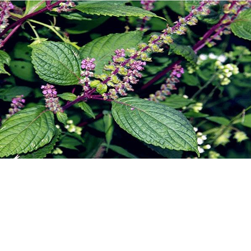 8 cách trị nấm da đầu bằng dân gian