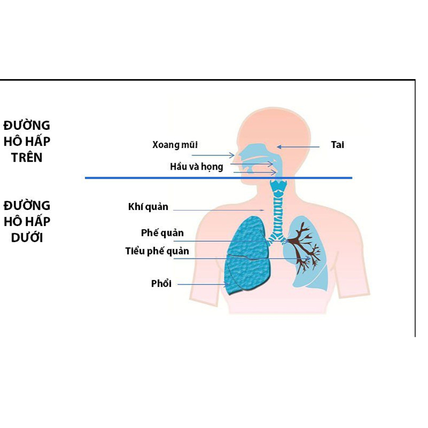 2 cách trị bệnh viêm đường hô hấp trên