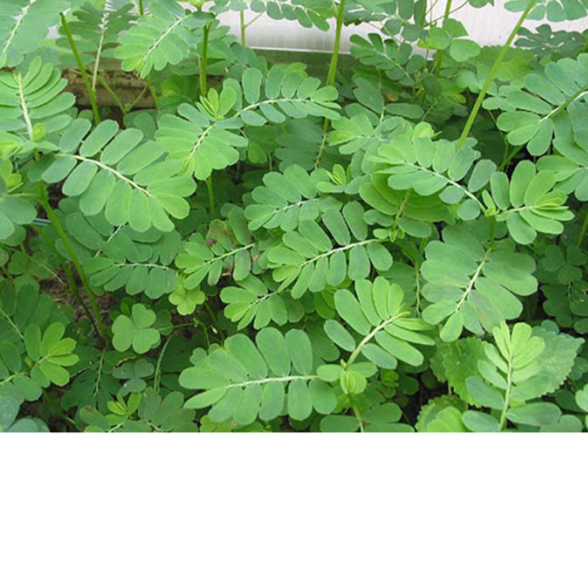 8 cách trị nấm da đầu bằng dân gian