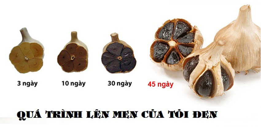 Tỏi đen có tác dụng gì với sức khỏe