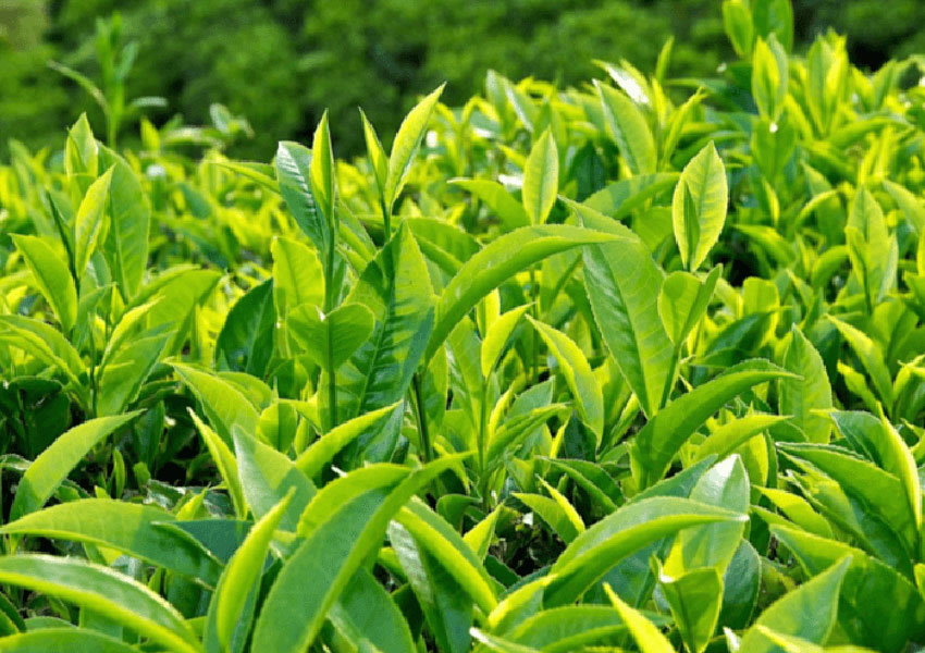 Tác dụng của lá trà xanh với sức khỏe