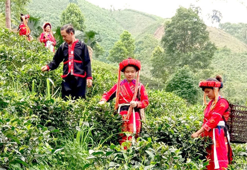 Tác dụng của lá trà xanh với sức khỏe