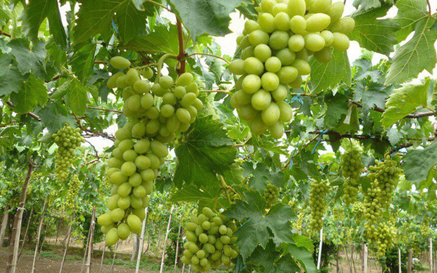 10 thực phẩm tăng vòng 1 cho chị em phụ nữ