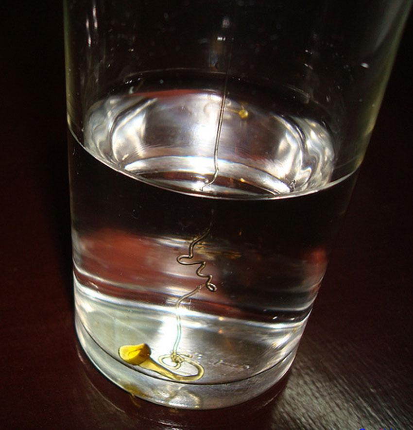 Uống nước chanh mật ong có tác dụng gì