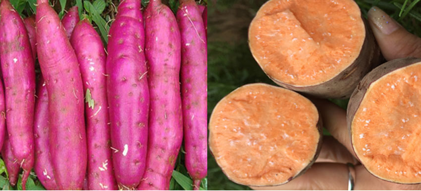 Thực hư việc ăn khoai lang giảm cân có đúng không?