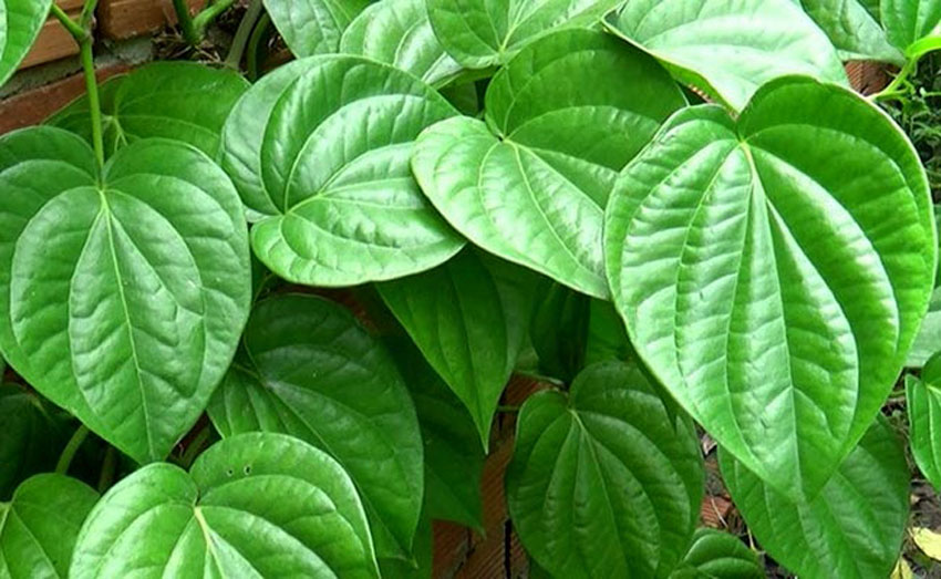 6 cách chữa sâu răng tại nhà hiệu quả