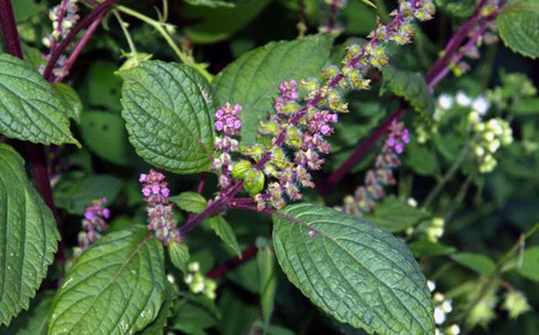 7 tác dụng của nước lá tía tô đối với sức khỏe