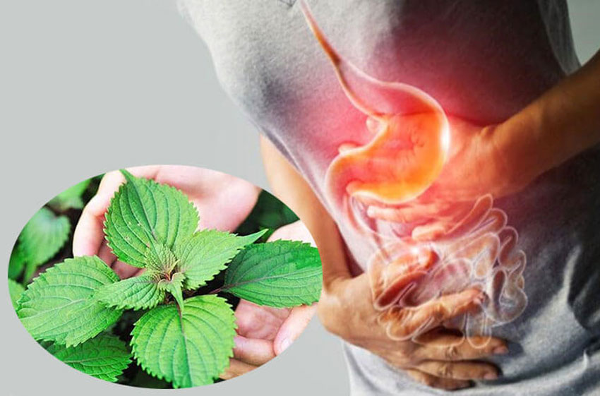 7 tác dụng của nước lá tía tô đối với sức khỏe