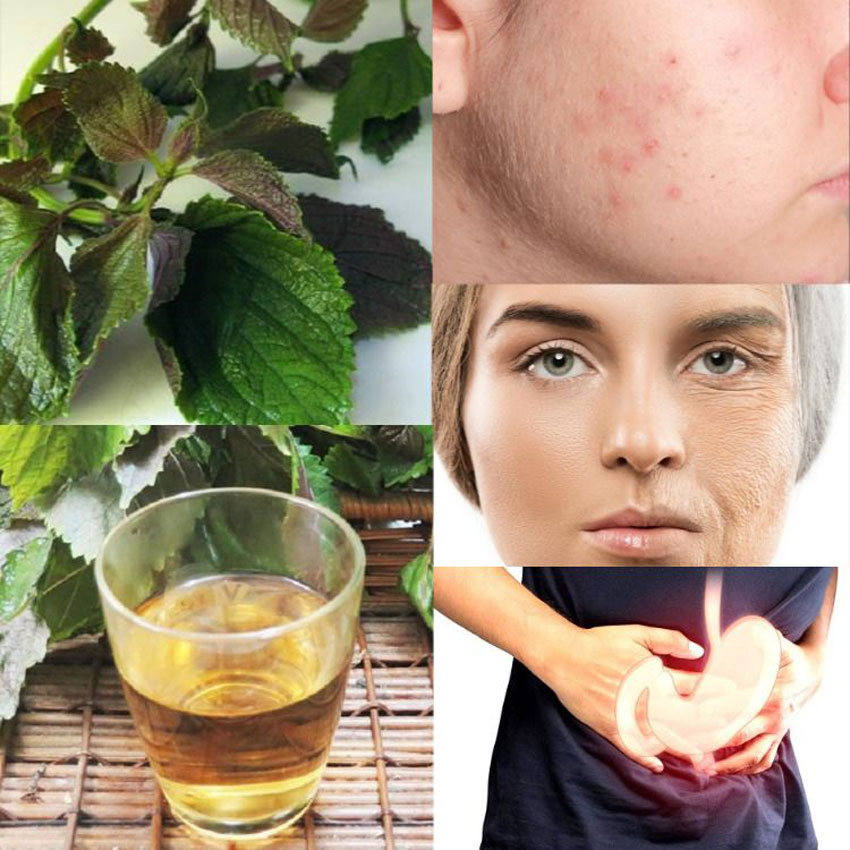 7 tác dụng của nước lá tía tô đối với sức khỏe