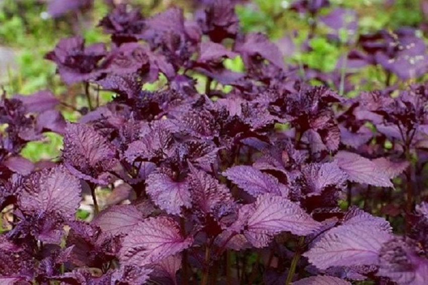 7 tác dụng của nước lá tía tô đối với sức khỏe