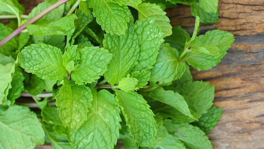 7 mẹo trị hôi miệng tại nhà hiệu quả 