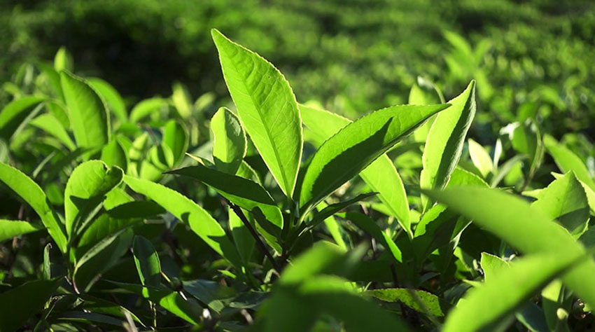 8 cách trị hôi chân khi đi giày đơn giản mà hiệu quả