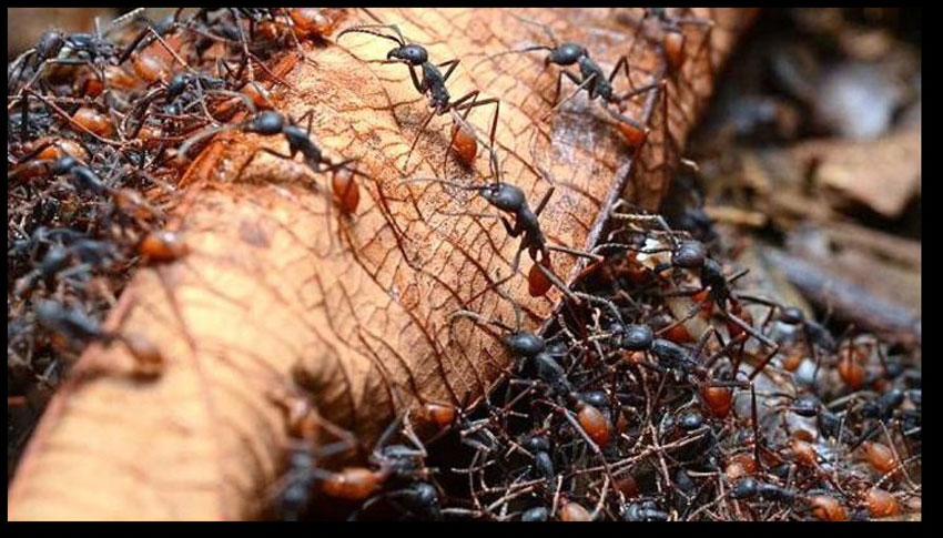 10 cách đuổi kiến không cần dùng hóa chất