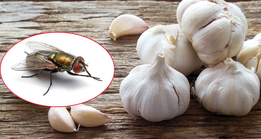 8 cách đuổi ruồi ra khỏi nhà an toàn, hiệu quả