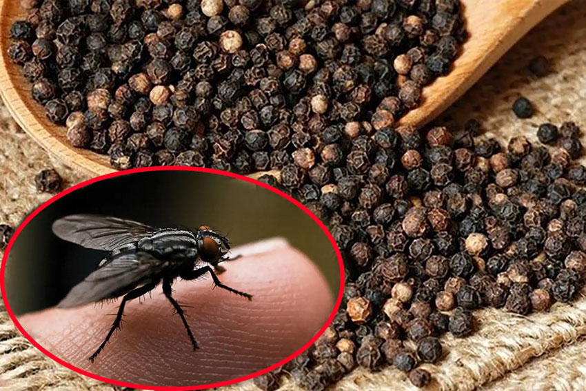 8 cách đuổi ruồi ra khỏi nhà an toàn, hiệu quả