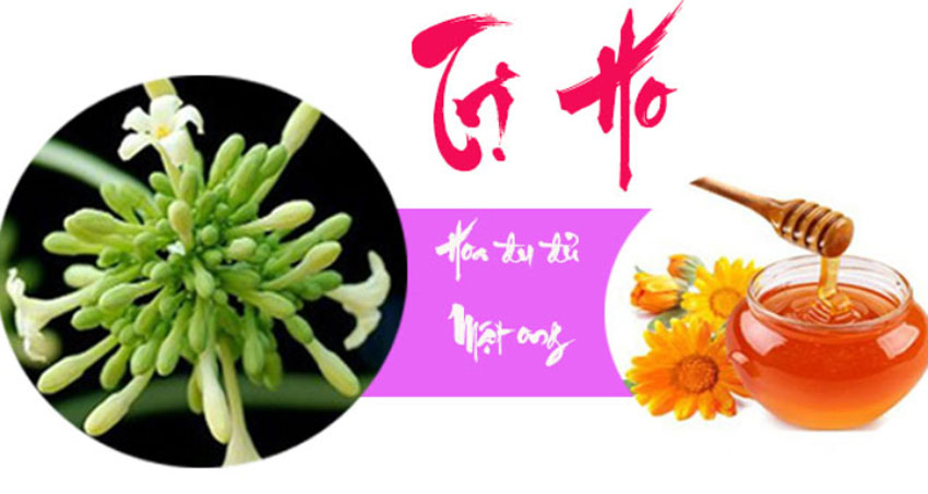 5 công dụng của hoa đủ đủ đực ngâm mật ong