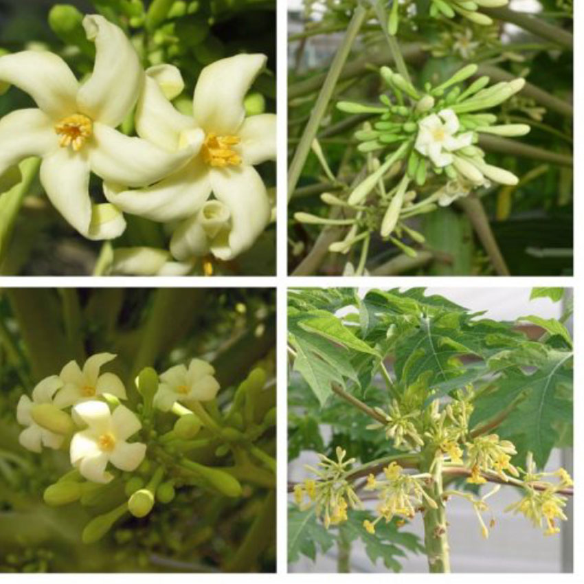 5 công dụng của hoa đủ đủ đực ngâm mật ong