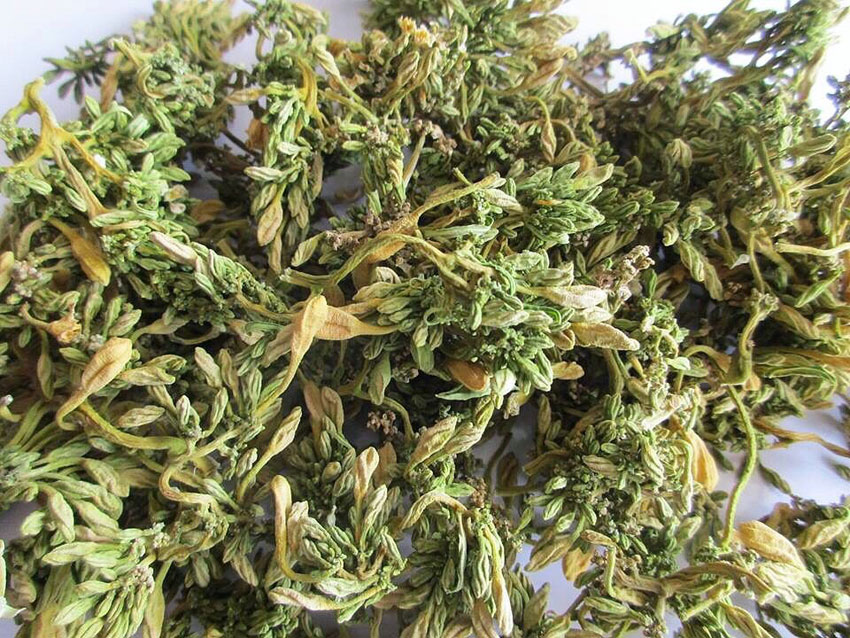 5 công dụng của hoa đủ đủ đực ngâm mật ong