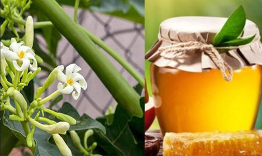 5 công dụng của hoa đủ đủ đực ngâm mật ong