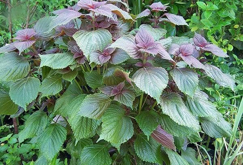 9 mẹo đuổi gián hiệu quả bằng nguyên liệu sẵn có