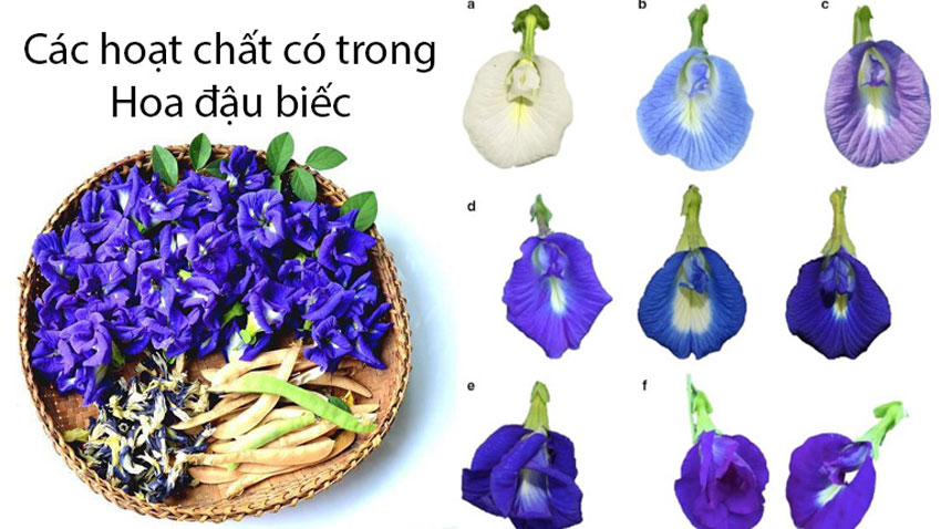 6 cách pha trà hoa đậu biếc đẹp mắt