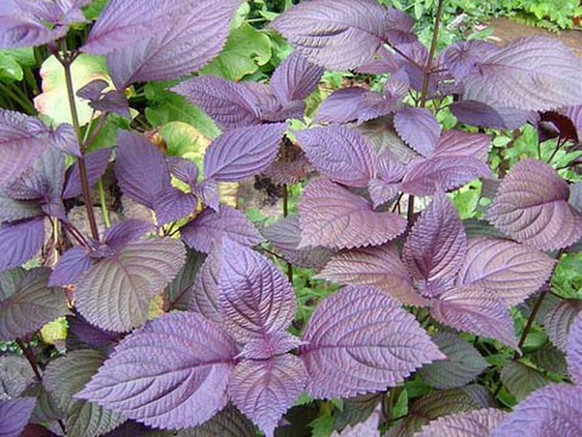 Trị ho cho bà bầu bằng 7 phương pháp dân gian