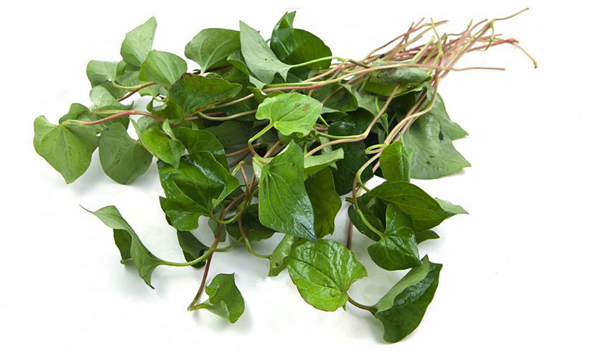 3 cách trị ho cho bé bằng rau diếp cá cực hiệu quả