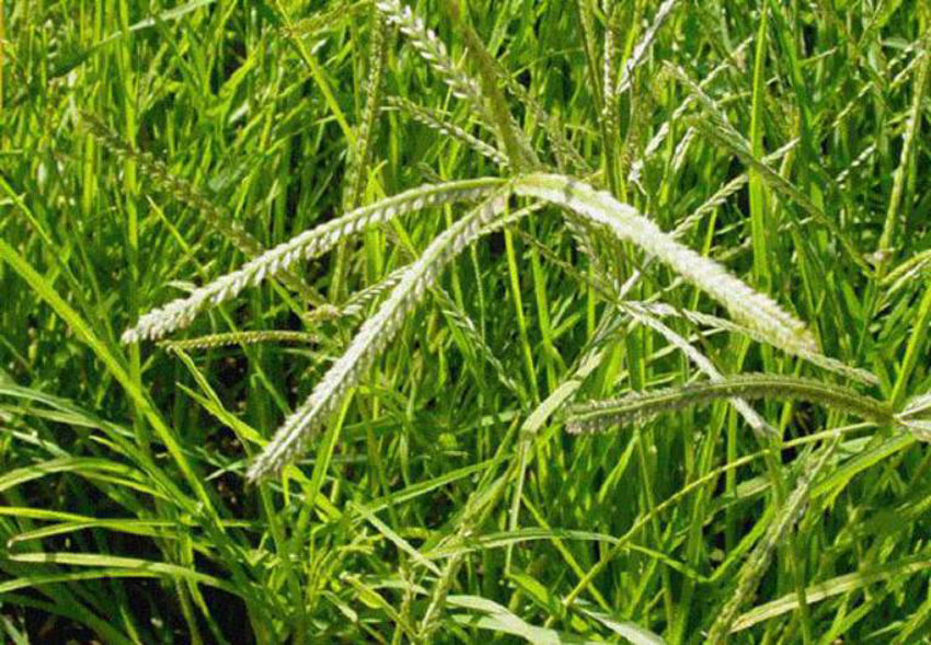 8 cách trị rôm sảy cho bé vào mùa hè cực hay