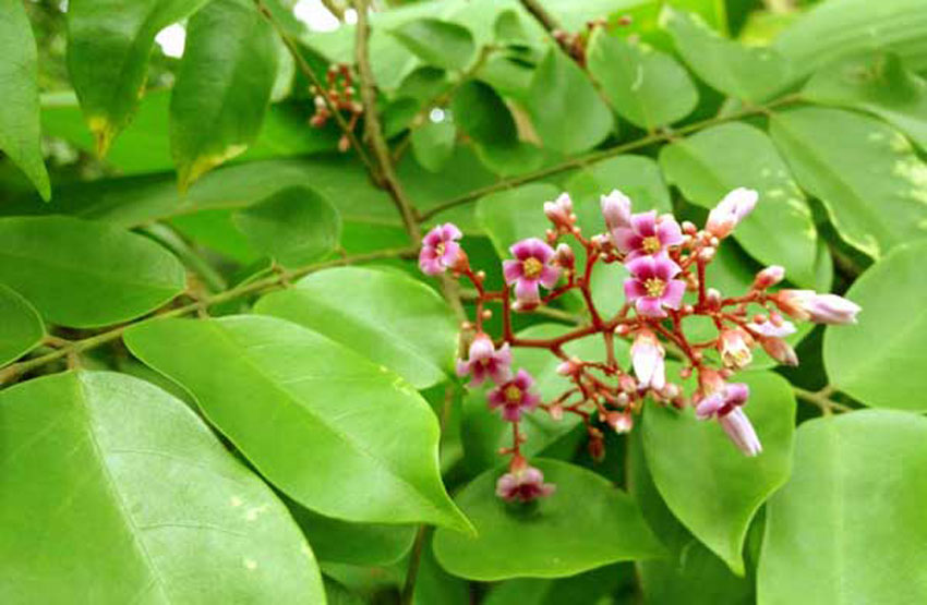 8 cách trị rôm sảy cho bé vào mùa hè cực hay