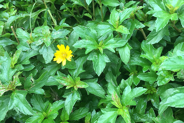 8 cách trị rôm sảy cho bé vào mùa hè cực hay