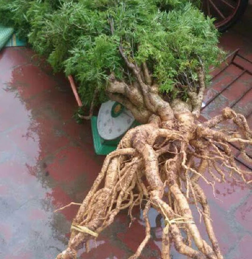 5 bài thuốc trị đau lưng sau sinh hiệu quả