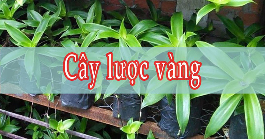 5 bài thuốc trị đau lưng sau sinh hiệu quả