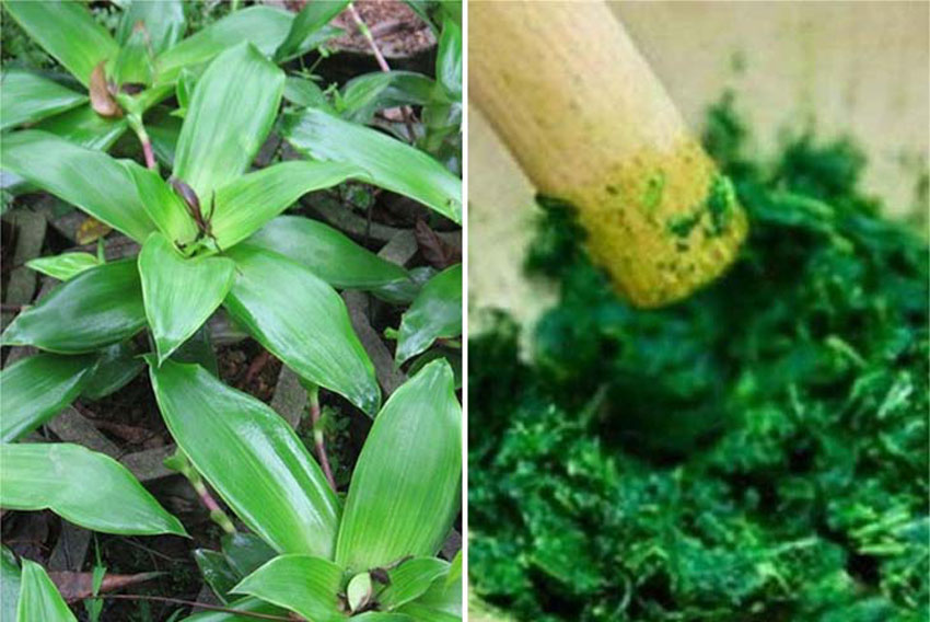 Cây lược vàng và 3 cách chữa vảy nến hiệu quả