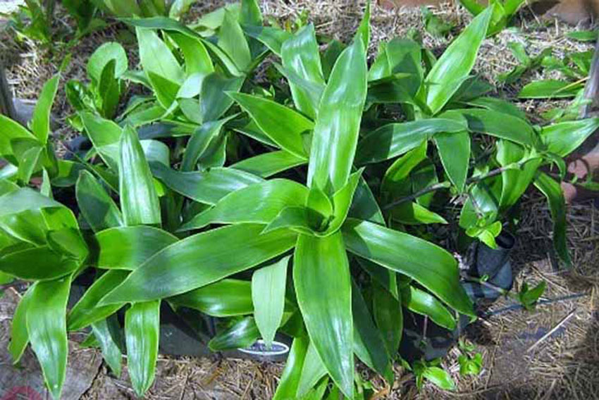 Cây lược vàng và 3 cách chữa vảy nến hiệu quả