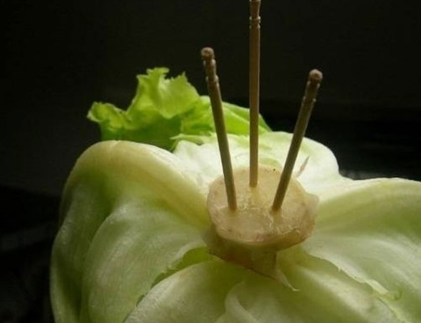 4 cách bảo quản rau xà lách tươi lâu