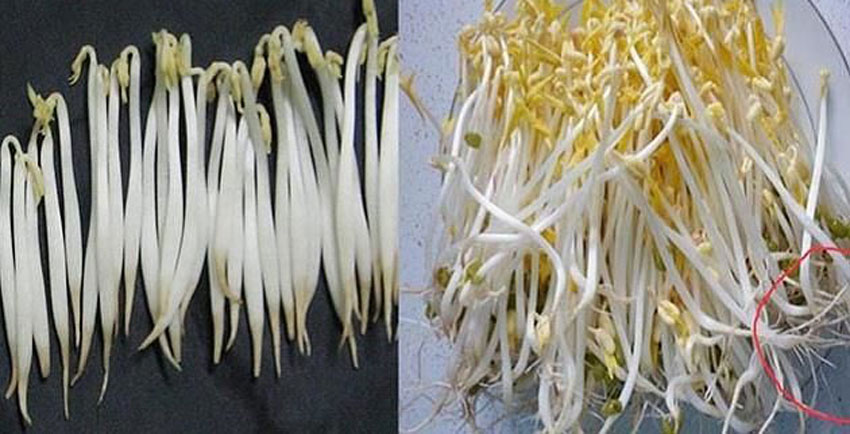 3 cách làm dưa giá hẹ tại nhà cực đơn giản