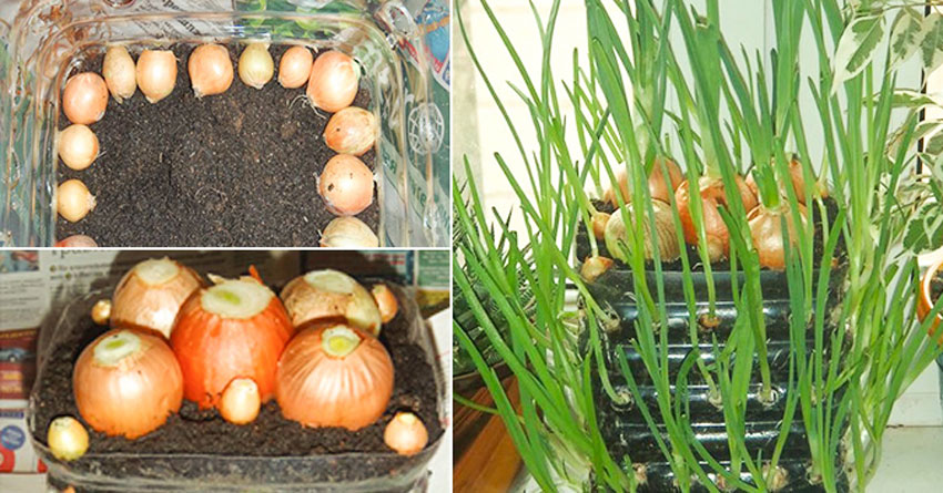 4 cách trồng hành lá đầy sáng tạo và thành công cao