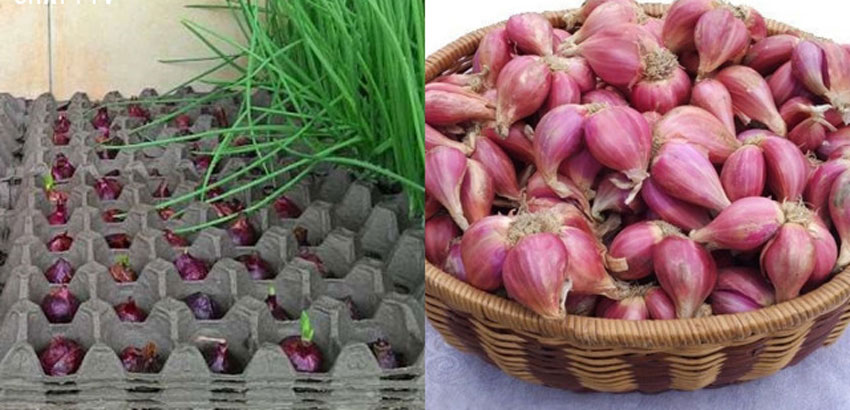 4 cách trồng hành lá đầy sáng tạo và thành công cao