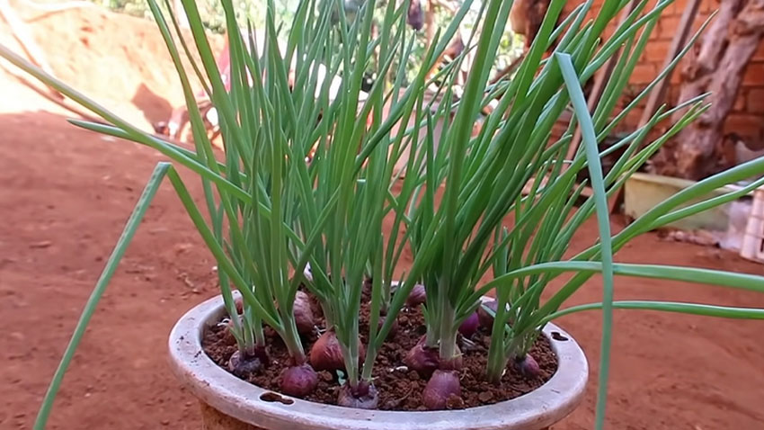 4 cách trồng hành lá đầy sáng tạo và thành công cao