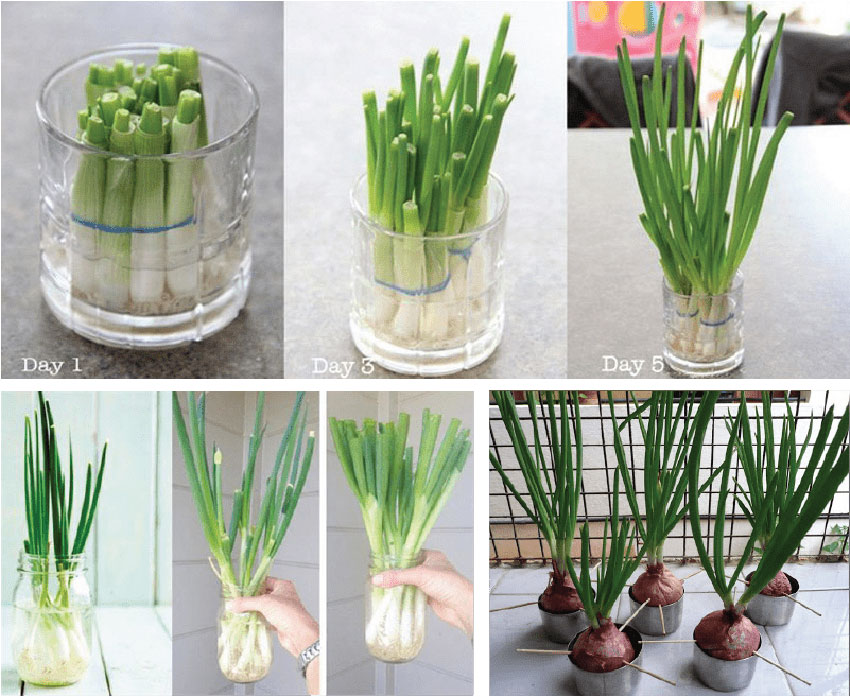 4 cách trồng hành lá đầy sáng tạo và thành công cao