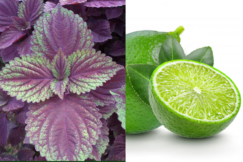 5 cách làm đẹp da bằng lá tía tô cực hay và hiệu quả