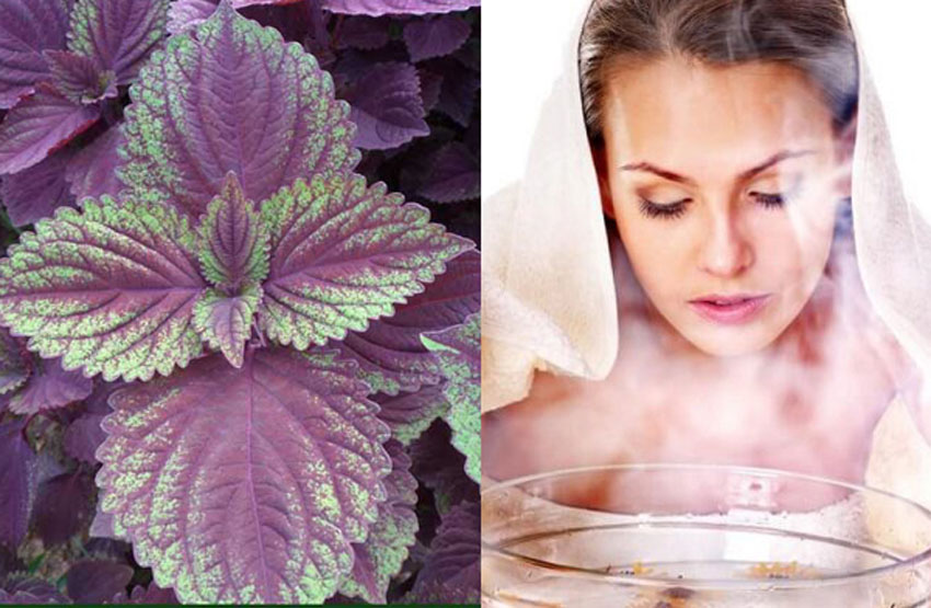 5 cách làm đẹp da bằng lá tía tô cực hay và hiệu quả