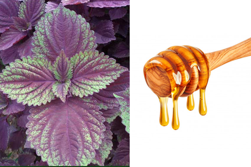 5 cách làm đẹp da bằng lá tía tô cực hay và hiệu quả