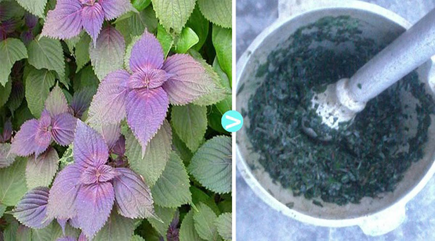 5 cách làm đẹp da bằng lá tía tô cực hay và hiệu quả