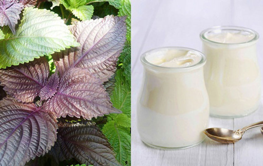 5 cách làm đẹp da bằng lá tía tô cực hay và hiệu quả