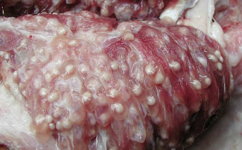 4 dấu hiệu nhận biết thịt lợn sạch và thịt lợn bẩn