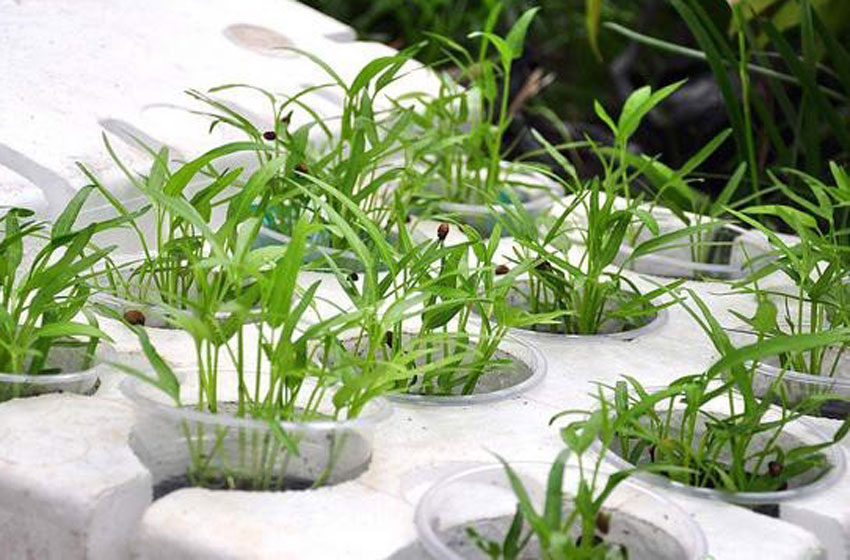 3 cách trồng rau muống không cần đất