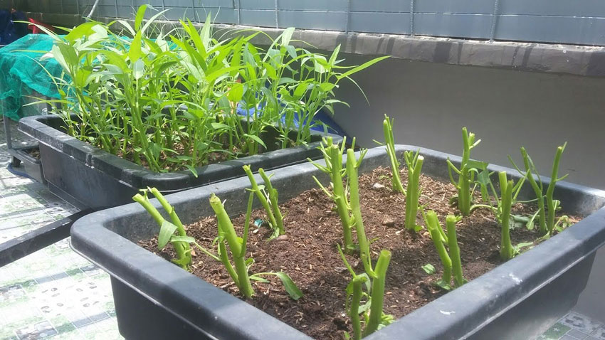 3 cách trồng rau muống không cần đất