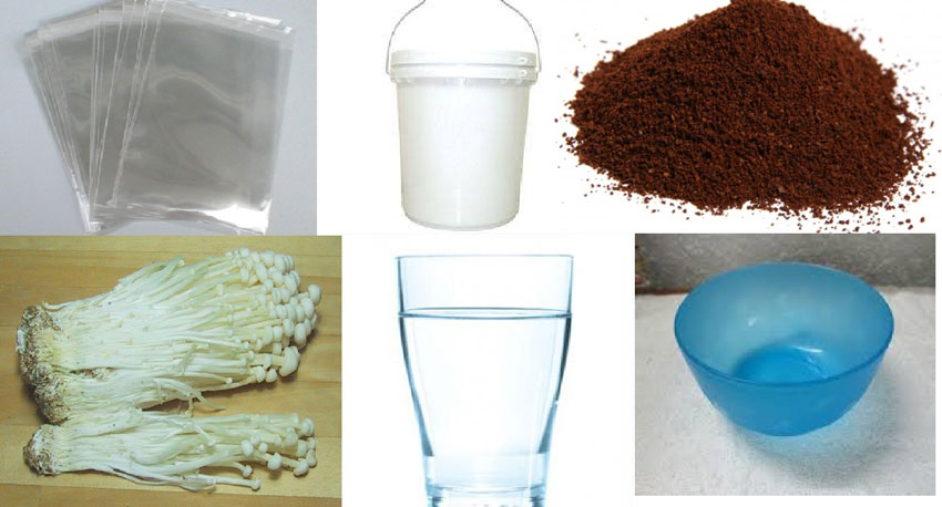 Trồng nấm kim châm tại nhà với 5 bước đơn giản