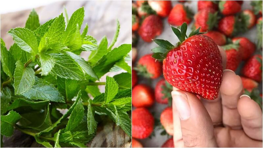 5 cách làm sinh tố bạc hà the mát, cực đã